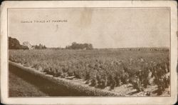 Dahlia Trials at Panmure Postcard