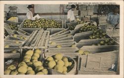 Sorting and Packing Grapefruit, Florida Postcard
