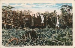 Loading Sugar Cane, Hawaii Postcard