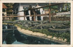 Arkansas Alligator Farm, Hot Springs Postcard