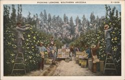 Picking Lemons, Southern Arizona Postcard