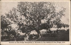 A Witness to the Battle of Pea Ridge, Ark. Postcard