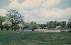 View of Binney Park with Lake and Flowering Trees Postcard
