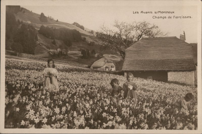 Children in Fields of Narcissus, Les Avants s/Montreux Switzerland