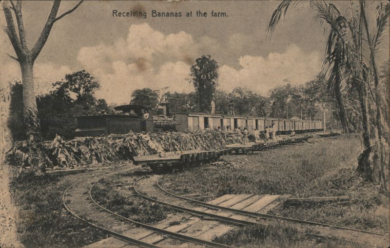Receiving Bananas at the farm Costa Rica Central America