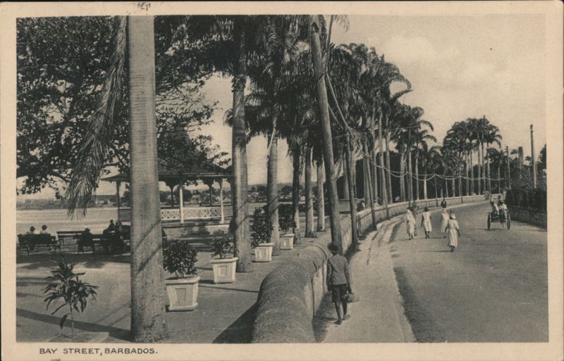 Palm Trees Lining Bay Street, Barbados Bridgetown Caribbean Islands