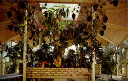 Kapok Tree Inn, North Haines Road Postcard
