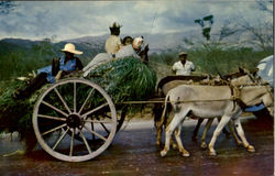 Homeward Bound! Postcard