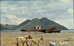 Goats And Retired Fishing Boats Postcard
