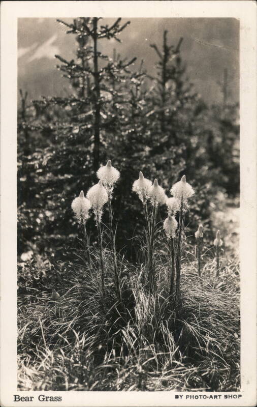 Bear Grass with Evergreen Trees Flowers and Plants