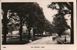 Tree-lined Avenue, The Marina, Cork Postcard