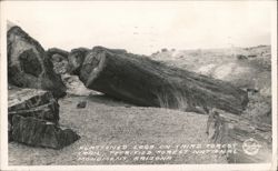 Flattened Logs on Third Forest Trail, Petrified Forest Postcard