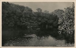 Tarpon Lake with Ripples, Grand Cayman Postcard