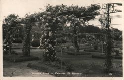 El Rosedal Rose Garden, Palermo, Buenos Aires Postcard
