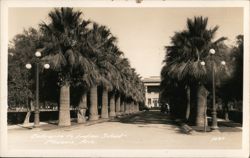 Palm-Lined Entrance to Phoenix Indian School Postcard