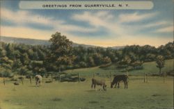 Cows Grazing in Field, Quarryville, NY Postcard
