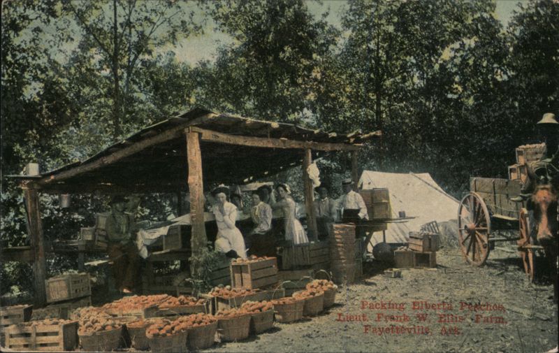 Packing Elberta Peaches at Lieut. Frank W. Bliss Farm Fayetteville Arkansas