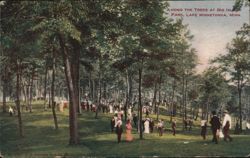 Among the Trees at Big Island Park, Lake Minnetonka Postcard