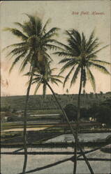 Rice Field with Palm Trees, Hawaii Postcard