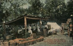Packing Elberta Peaches at Lieut. Frank W. Bliss Farm Postcard