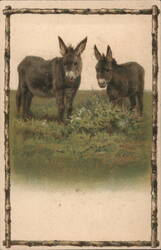 Two Donkeys in Grassy Field with Branch Border Postcard