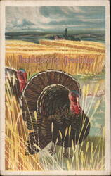 Thanksgiving Greetings with Turkeys in Wheat Field Postcard