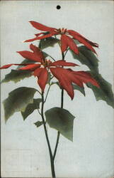 Poinsettia Flowers Postcard
