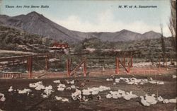 These Are Not Snow Balls: M.W. of A. Sanatorium Poultry Postcard