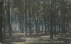 Cathedral Pines, South Mountain Sanatorium Postcard
