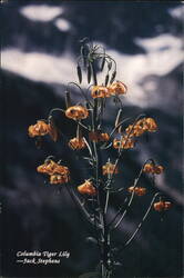 Columbia Tiger Lily by Jack Stephens Postcard
