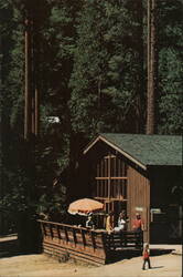 Lair of the Golden Bear Alumni Camp, Pinecrest, CA Postcard