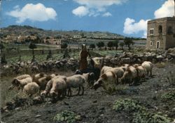 Bethlehem Shepherd Field with Shepherdess and Sheep Postcard
