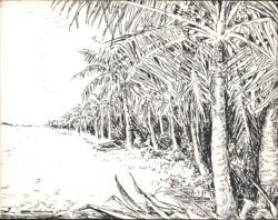Palm Trees along Water, Charlestown, Nevis Postcard