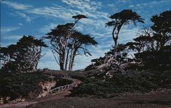 Gnarled Monterey Cypress on 17 Mile Drive, Pebble Beach, CA Postcard
