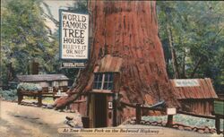 World Famous Tree House on the Redwood Highway Postcard