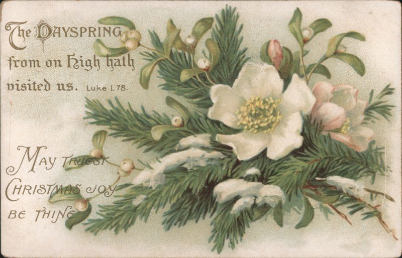 Christmas Greeting with Evergreens, White Flowers, Mistletoe & Bible Verse