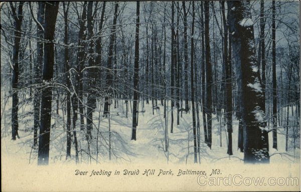 Deer Feeding In Druid Hill Park Baltimore Maryland