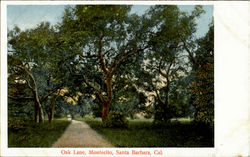 Oak Lane, Montecito Postcard