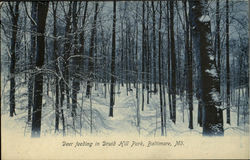 Deer Feeding In Druid Hill Park Postcard