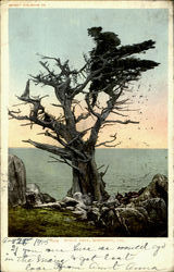 Witch Tree Postcard