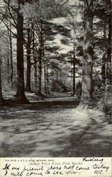 Island Pond Road Pine Banks Postcard