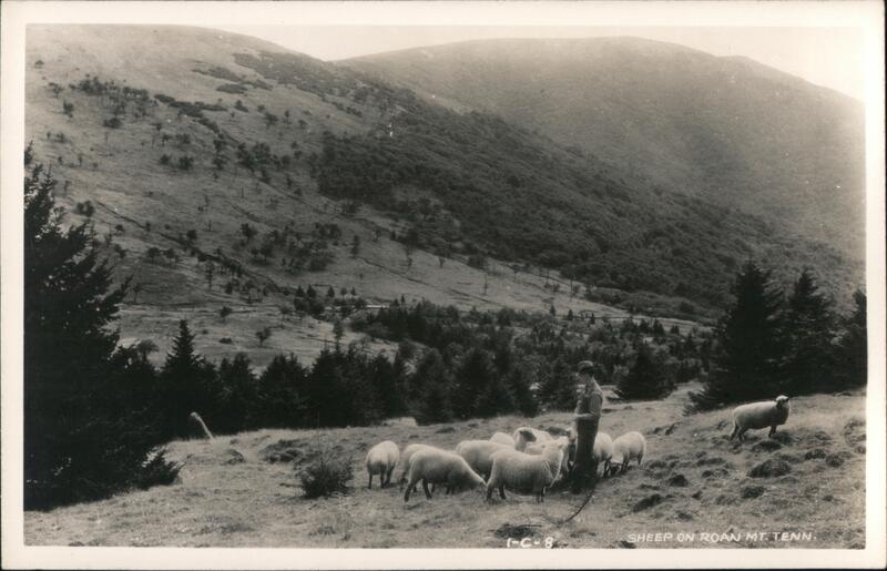 Roan Mountain Tennessee Sheep with Shepherd