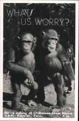 Two Chimpanzees at Chilhowee Steak House, Etowah Postcard