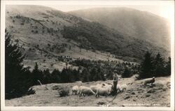 Sheep on Roan Mountain, Shepherd, Trees Postcard