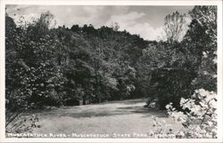 Muscatatuck River, Muscatatuck State Park Postcard