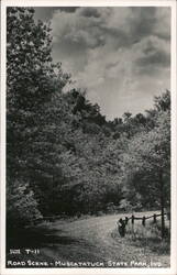 Muscatatuck State Park Road Scene Postcard