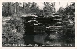 Natural Bridge, Pickett State Park Postcard