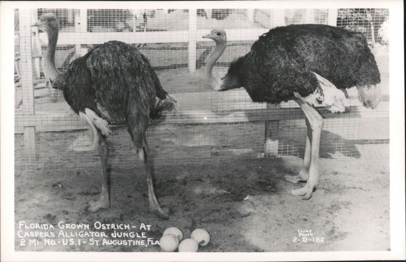 Florida Grown Ostrich at Casper's Alligator Jungle St. Augustine