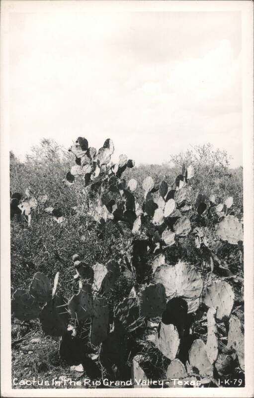 Cactus in the Rio Grande Valley Texas