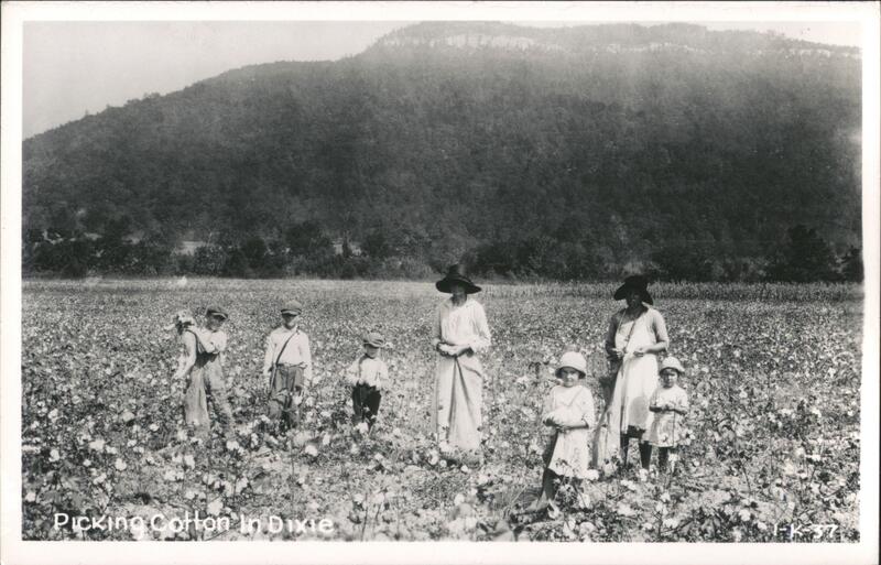 Picking Cotton in Dixie Unidentified People